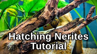 How to Breed \u0026 Hatch Nerite Snails