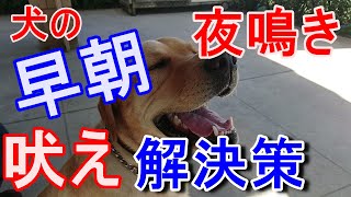 子犬・犬【朝鳴き　夜鳴き　吠える】しつけ解決策８紹介