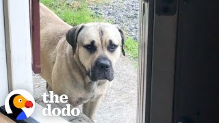 Stray Mastiff Takes His Very First Steps Inside A House | The Dodo