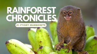 Episode 1: Pygmy Marmoset 🌿 | The Thumb-Sized Monkey