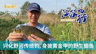 野河溝裏大鯽魚泛濫，掏個草洞打個窩，金色大板鯽連竿