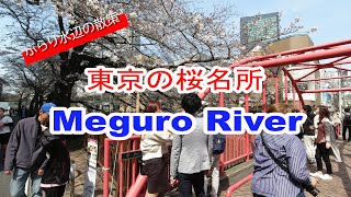 【東京】桜の名所、目黒川に行ってきました！(2020年）