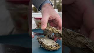 Ceviche and Raw Oysters | Oyster Toppings Pt. 4 #oystertastetest #ceviche #oyste