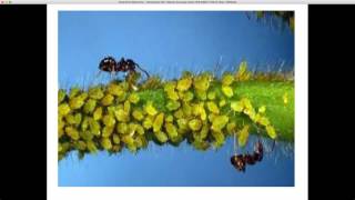 Scouting for Insect Pests of Cotton Tim Reed
