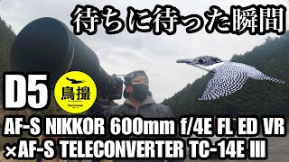 【野鳥撮影】ヤマセミ！リベンジ！D5×600mm f/4E FL × TC-14E III