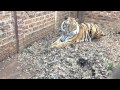 Michael entering Enzo's enclosure with Diego ,very first time together !