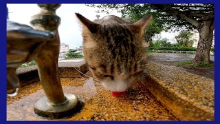 水飲み場で水を飲む野良猫がいたので新鮮な水を出してやった