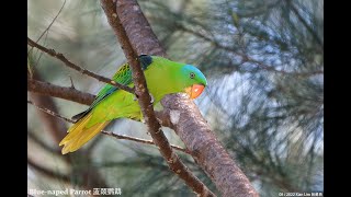 Blue-naped Parrot 20220824 in Malaysia Sabah Tanjung Aru beach 01