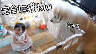 【デカ】妹をただ見守ってるだけなのに完全に狙ってる様にしか見えませんw｜グレートピレニーズ