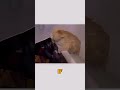 fat ahh cat 😭 😂 cat funny pets shorts