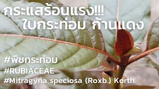 Ep.120 #พืชกระท่อม #ใบกระท่อมก้านแดง #ต้นกล้ากระท่อมเพาะเมล็ด #Mitragyna speciosa (Roxb.) Korth.