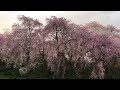 【女子ひとり旅vlog】日本桜名所100選！見渡す限り一面の桜の山｜観光スポット紹介｜おすすめ花見｜宮城旅行 funaoka miyagi japan