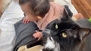 代わる代わる甘えに来る猫　ノルウェージャンフォレストキャット　ラガマフィンA cat that comes to be spoiled in turn. Norwegian Forest Cat.