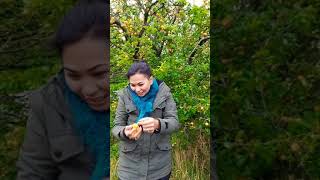 Harvesting a MIRABELLE Plum// Sengeløse