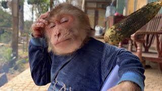 A sad story!  Monkey Max takes care of dad but tragedy happens...