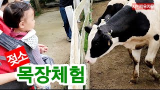 Cow Farm Experience,Tractor Ride,엄마젖소 젖짜기,치즈 만들기,송아지 우유 먹이기,초콜릿 아이스크림 만들기