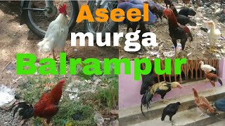 Balrampur/ aseel /murga /market/West Bengal/