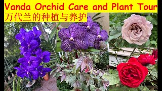 Vanda orchid care and plant tour | 万代兰的种植与养护