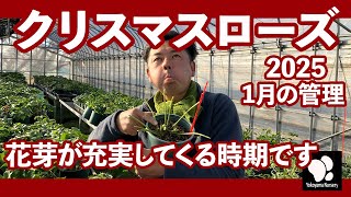 クリスマスローズ 1月の管理　◆横山園芸 公式◆【2025】