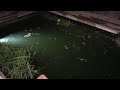 Rossmann Koi Group - live 24/7/365 fish camera