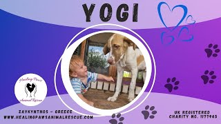 YOGI - DOG FOR ADOPTION WHO LOVES EVERYTHING!