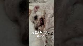 大あくび#介護犬 #トイプードル #保護犬 #寝たきり #ショート #shorts