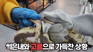 썩어가는 뱀을 주고갔습니다. 제발 이러지 마세요 새해부터 냄새테러에 열받네요ㅋㅋㅋ....