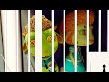 Zombies are in Jail | Cartoon for Kids | Dolly and Friends