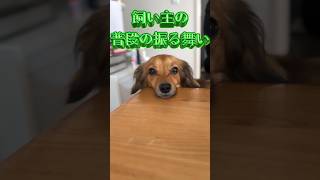 犬がこの行動をしたら飼い主合格です。 #shorts