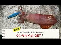 強烈なドラグ音！キロオーバーのイカが釣れる！山口県の周防大島でエギングしたら巨大イカが釣れた！