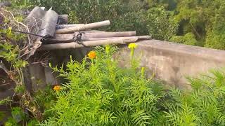 mo chhatare kana sabu plants achhi aasantu dekhibe|| kitchen garden plants on my rooftop