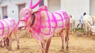 Devdurga kilara videos // 6 teeth killer bulls videos Devdurga