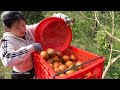 use motorbike to harvesting many oranges goes to market sell nhất my bushcraft