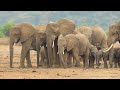 wonderful world of young animals baby animals 4k scenic relaxation film