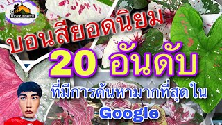 บอนสียอดนิยม [ 20 อันดับแรก ] ที่มียอดการค้นหามากที่สุดบน Google ในรอบ 1 ปี