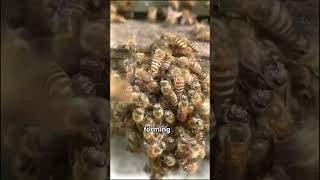 How Bees Defend Their Hive From Hornets?