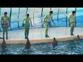 新江ノ島水族館 えのすい イルカショー