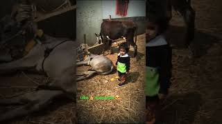 Cute Baby and Cow#shorts #maa #baby #cow #viralshorts #youtubeshorts #animals #cute