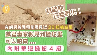 網民拆開電掣驚見近20粒檐蛇蛋　滅蟲專家教見到檐蛇蛋用一招應付