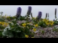 大雪　小泉岳の花々 　　　　平成24年20127月wav用