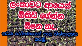 Orchid Tissue Culture plant . පටක රෝපිත ඕකිඩ් පැල