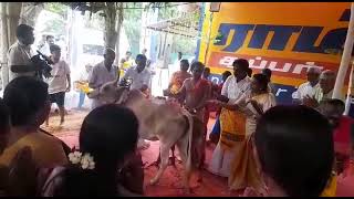 9443165504 - தேவகோட்டை ராம்நகர் பாலமுருகன் திருக்கோவில் கும்பாபிஷேக விழாவில் கோபூஜை பாருங்க!