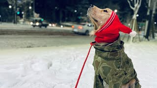 Retriever Crazy for a Walk on a Snowy Night