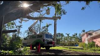 Banyan Tree Pruning