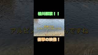 【奇跡！？】解禁直後の桂川ですごいの釣っちゃった！！！