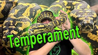 Carpet Python Temperament