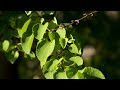 cercidiphyllum japonicum katsura tree