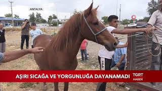 Aşırı Sıcağa ve Yorgunluğa Dayanamayan At Bayıldı