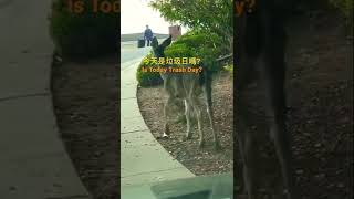 街邊小🦌Deer on the sidewalk