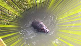 びっくり！カバのうんち！【amazing!hippo poop】